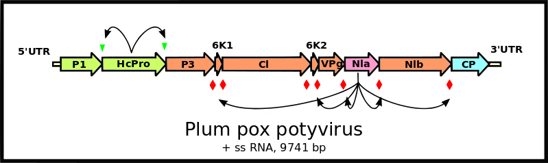 ملف:PPV genome.svg