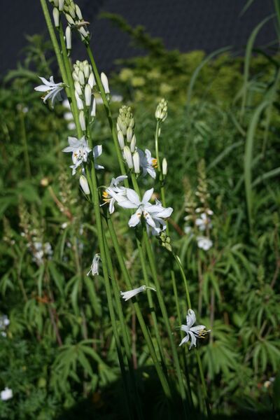 ملف:Paradisea lusitanica.JPG