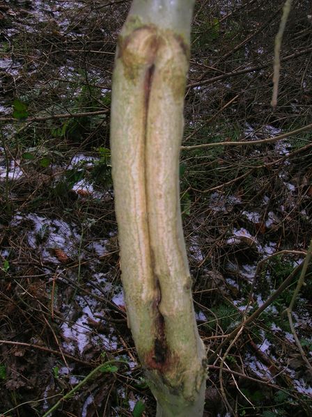 ملف:Ash callus growth.JPG