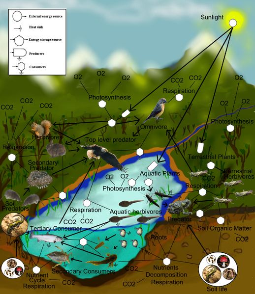 ملف:FoodWeb.jpg
