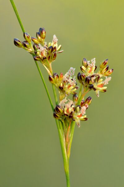 ملف:Juncus compressus - Niitvälja.jpg