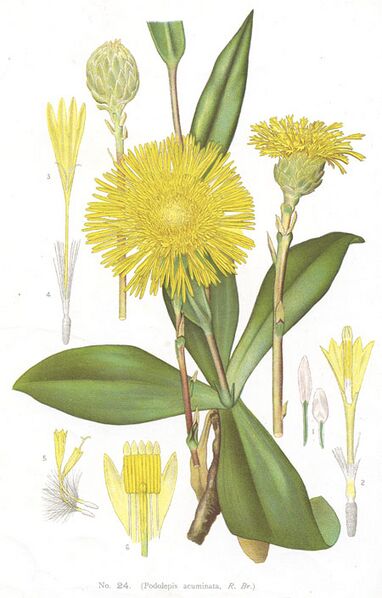 ملف:Podolepis acuminata.jpg