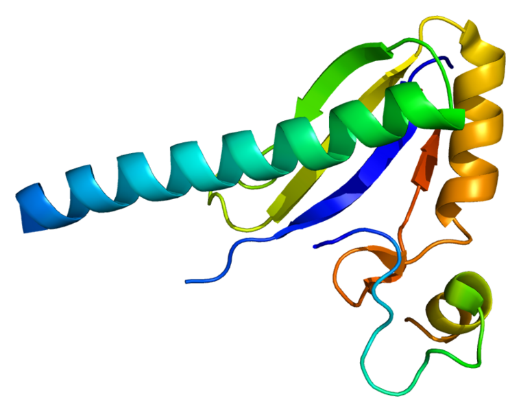 ملف:Protein U2AF1 PDB 1jmt.png