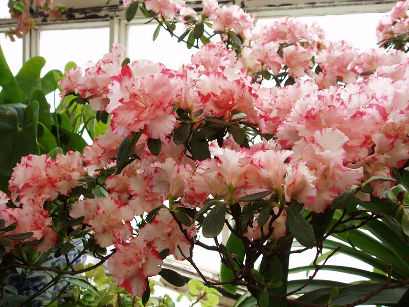 ملف:RhododendronSimsiiFlowers2.jpg
