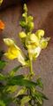 Yellow Snapdragon Flower