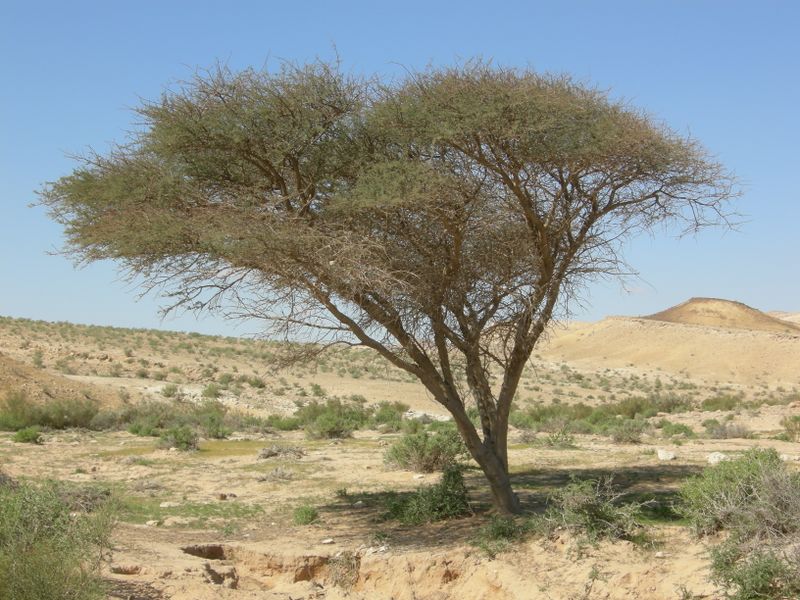 ملف:Acacia Negev.JPG