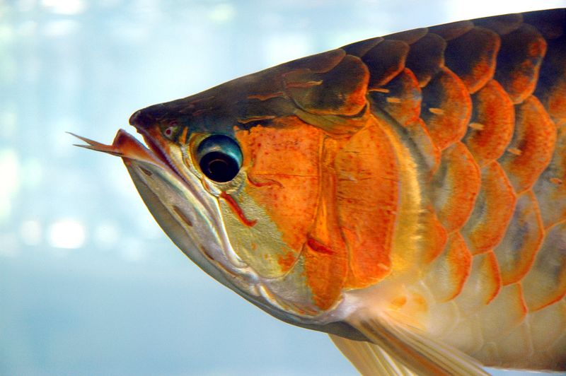 ملف:Arowana.jpg