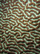 Close-up of a brain coral near Nusa Kode Island, Indonesia