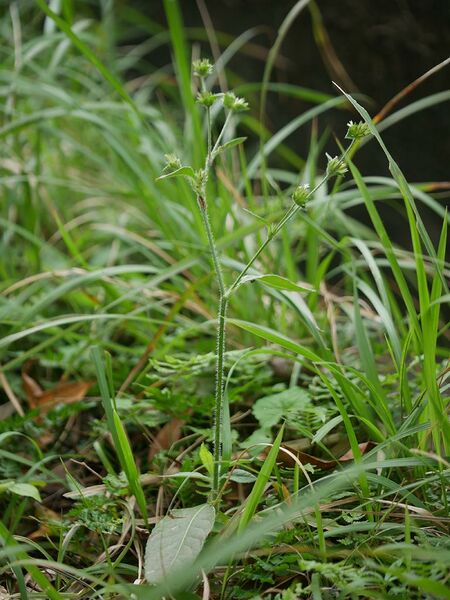 ملف:Elephantopus mollis sirobanaigakzrn01.jpg