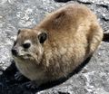 Rock hyrax on Rocks