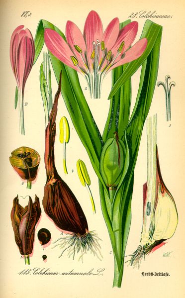 ملف:Illustration Colchicum autumnale0.jpg