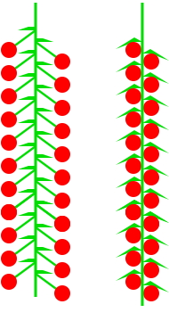 ملف:Kätzchen (inflorescence).svg