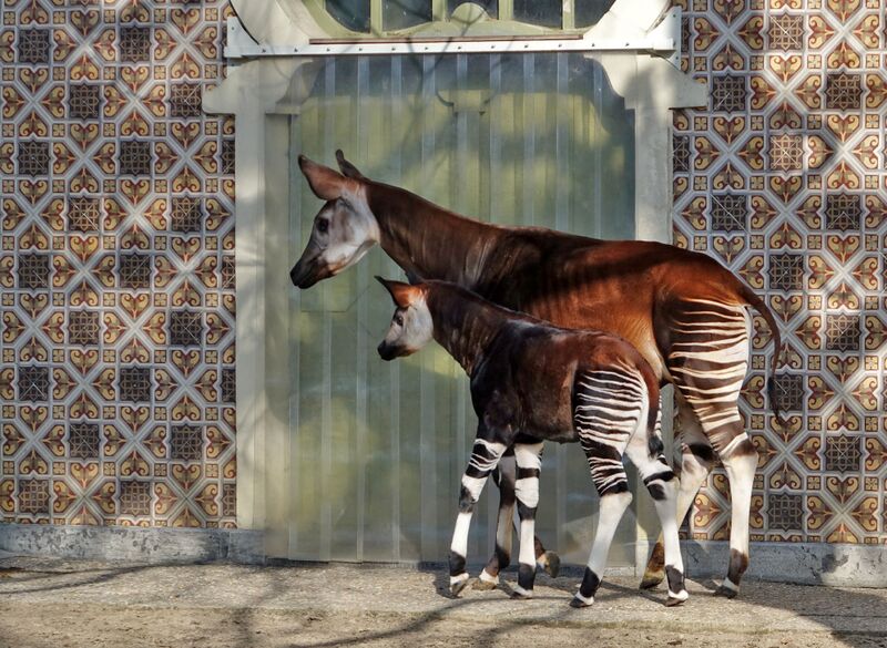 ملف:Okapi and son.jpg