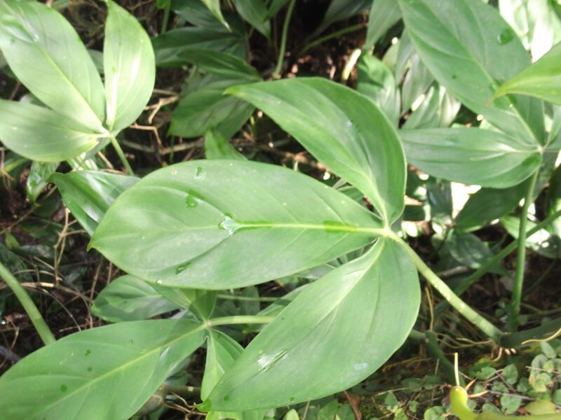 ملف:Philodendron fenzlii-BSI-yercaud-salem-India.JPG