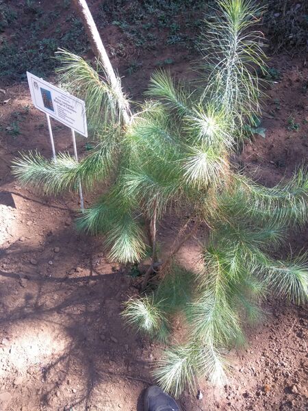 ملف:Pinus rzedowskii.jpg