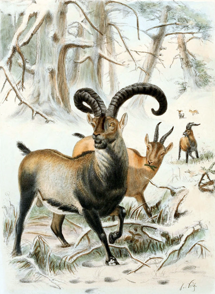 ملف:Pyrenean Ibex.png