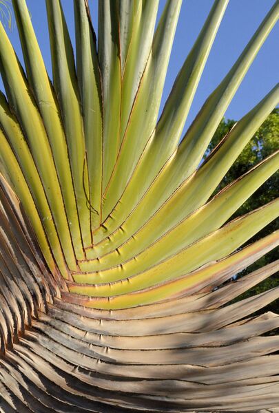 ملف:Reizigersboom wiki.jpg