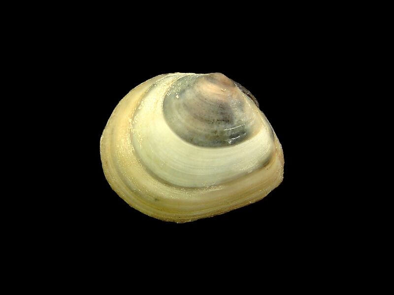 ملف:Macoma balthica (habitus).jpg