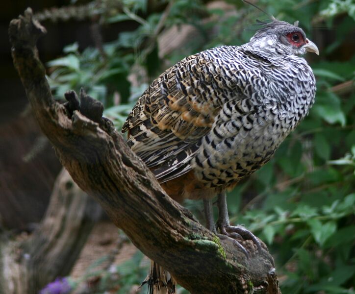 ملف:Pheasant at Sudeley Castle.jpg