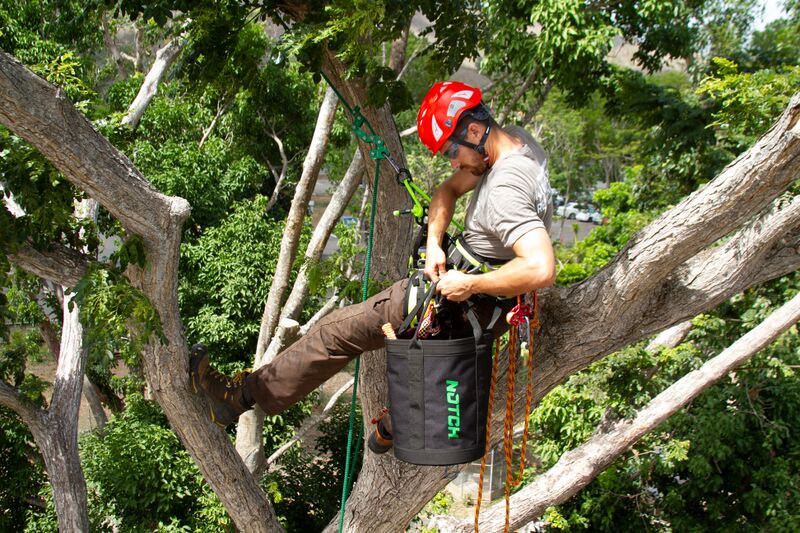 ملف:Tree Climbing Arborist.jpg
