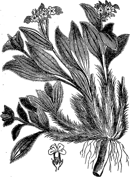 ملف:Нард (БЭАН).png