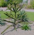 Araucaria araucana sapling in Chester Zoo