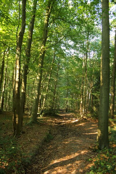 ملف:Bos Ter Eecken 01.jpg