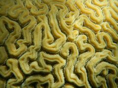 Close up of Diploria labyrinthiformis with visible polyps, Vieques, Puerto Rico