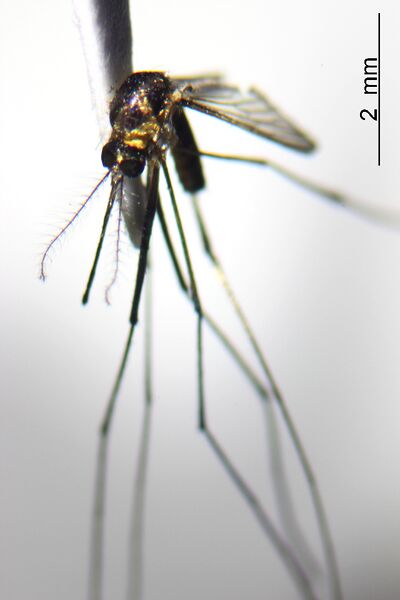 ملف:Limatus durhamii.jpg