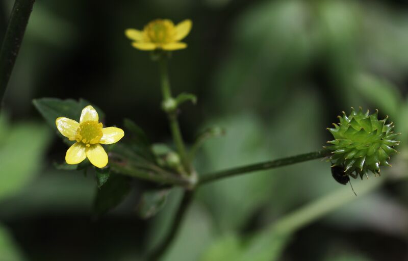ملف:Ranunculus silerifolius var. glaber.JPG