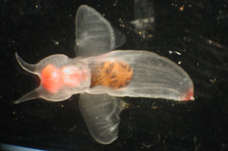 ملف:Sea angel.jpg