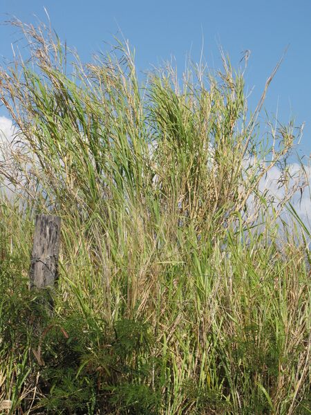 ملف:Starr-090610-0488-Cenchrus purpureus-habit-Haiku-Maui (24336825823).jpg