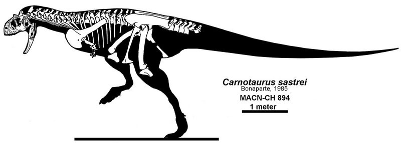 ملف:Carnotaurus reconstruction Headden.jpg