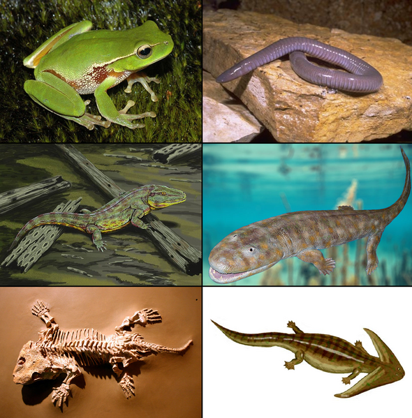 ملف:Examples of Amphibia.png