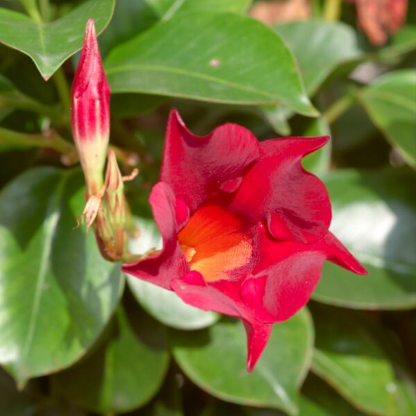 ملف:Mandevilla sanderi red 1.jpg