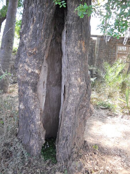 ملف:Tree hollow (3).JPG