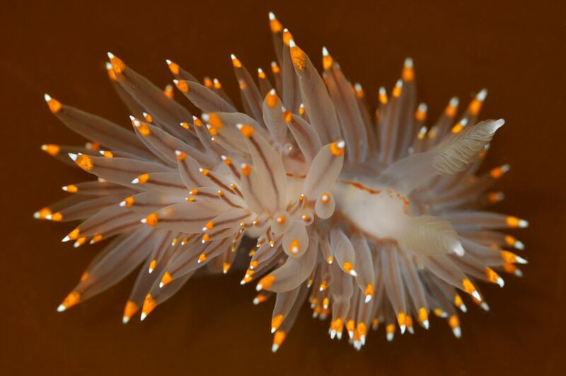 ملف:Janolus fuscus 5.jpg