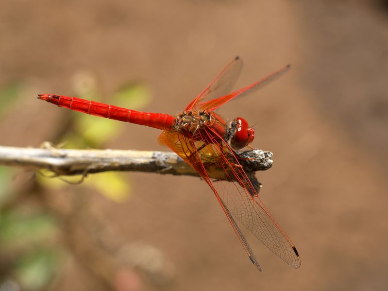 ملف:Trithemis kirbyi.jpg