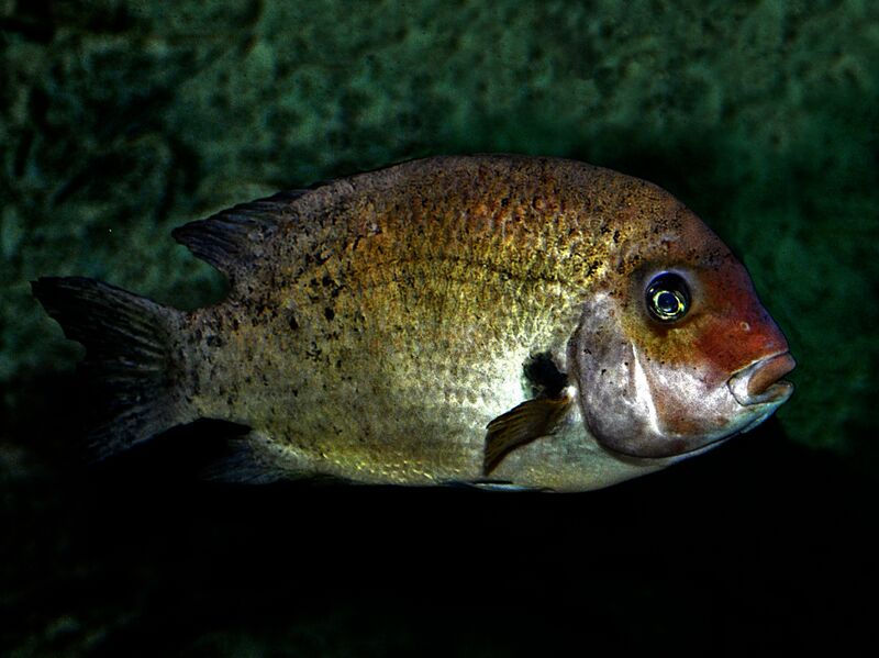 ملف:Cichlidae - Paretroplus damii.JPG