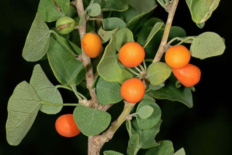 ملف:Cissampelos capensis 1DS-II 3-8626.jpg