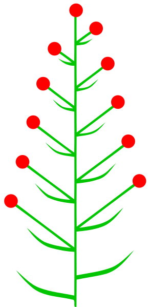 ملف:Frondobrakteose Beblätterung (inflorescence).svg