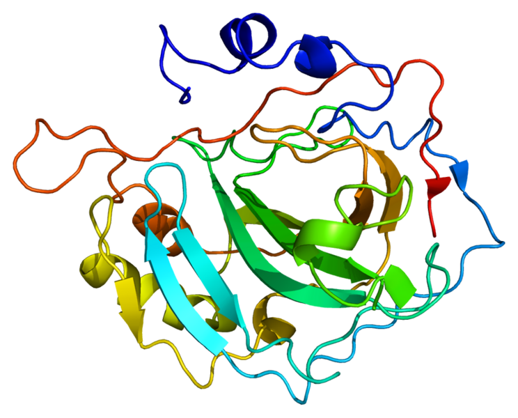 ملف:Protein CA2 PDB 12ca.png