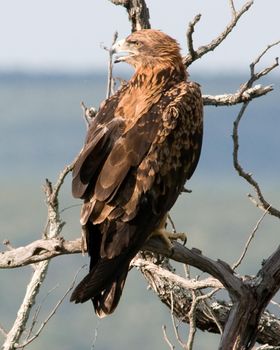 صورة معبرة عن الموضوع عقاب أصحم