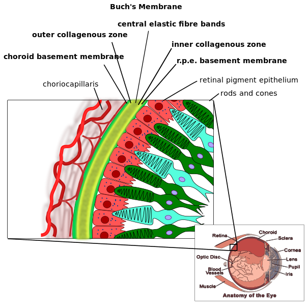 ملف:Buchs membrane.svg