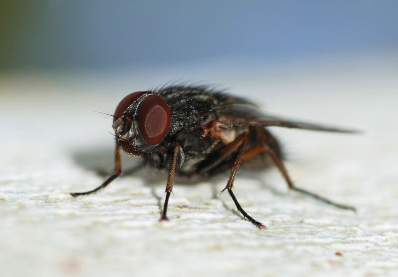 ملف:Fly August 2008-3.jpg