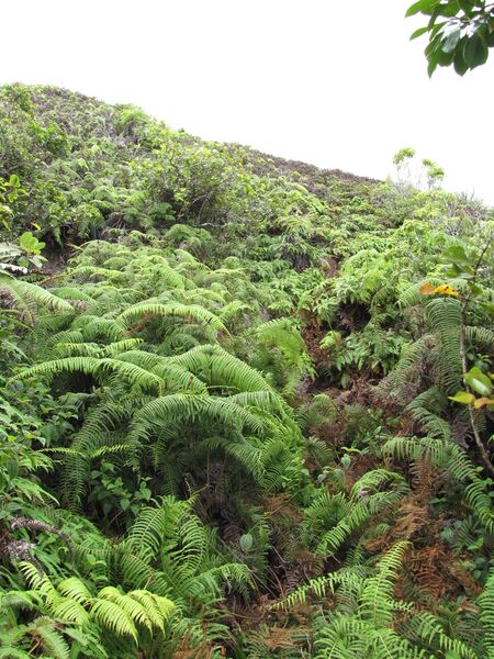 ملف:Starr-110924-9512-Diplopterygium pinnatum-habit-Makamakaole-Maui (25088636826).jpg