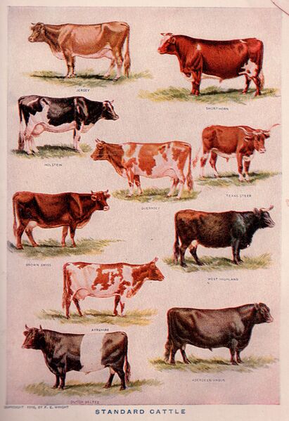 ملف:Webster's cows.jpg