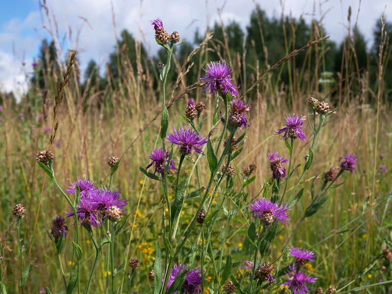 ملف:Centaurée jacée.JPG