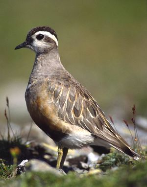 Charadrius morinellus male.jpg