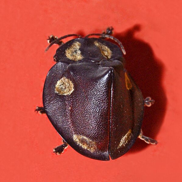ملف:Chrysomelidae - Mesomphalia turrita.jpg
